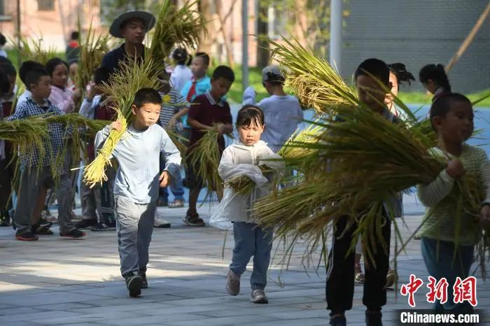 資料圖：小學(xué)生們體驗收割水稻。陳超 攝